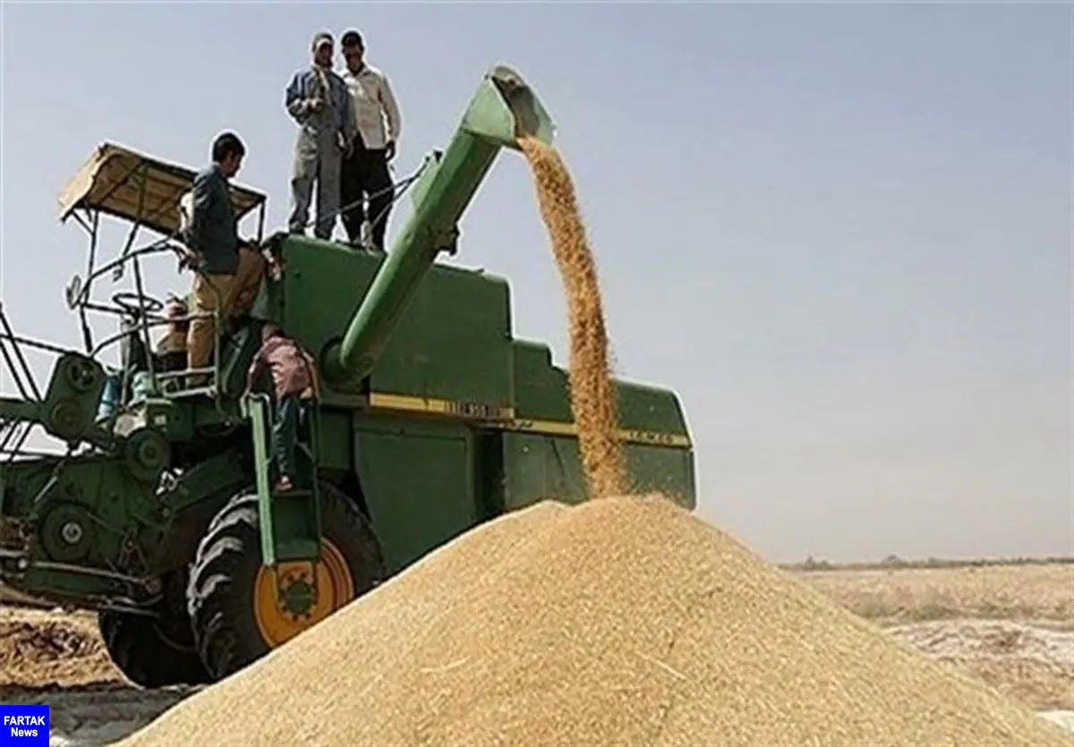  نرخ خرید تضمینی گندم بدون افزایش قیمت اعلام شد