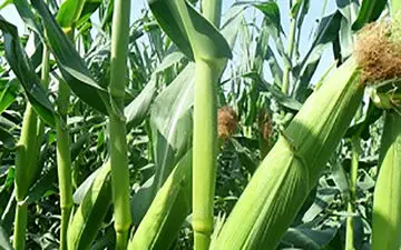 قتل هولناک پسر ۱۲ساله در مزرعه ذرت
