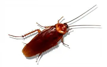 روشی ساده برای از بین بردن سوسک های خانگی | بهترین و ساده ترین روش برای از بین بردن سوسک های خانگی