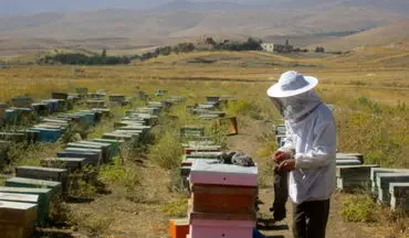پرداخت 240 میلیون تومان تسهیلات برای پرورش زنبورعسل در نهاوند