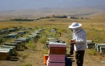 پرداخت 240 میلیون تومان تسهیلات برای پرورش زنبورعسل در نهاوند