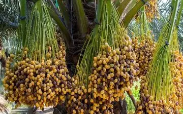 عکس/ برداشت خرما از نخلستان‌های آبادان