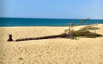 قطع بی رحمانه تک درخت زیبایی روستای درک در سیستان + ویدئو