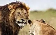 ترس باورنکردنی ۲ شیر بالغ از یک مرد میانسال!