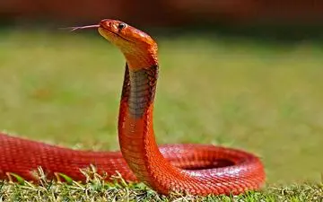 روشی جدید برای درمان نیش مار