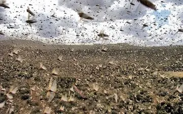 هجوم دوباره ملخ‌ها به روستاهای گناوه