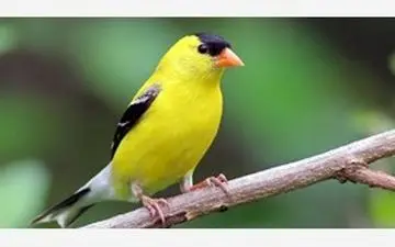 کشف 124 قطعه پرنده قاچاق


