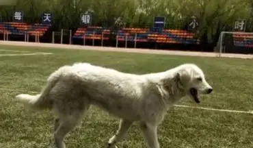 سگی که در مسابقه دو و میدانی دانشجویان دوم شد!