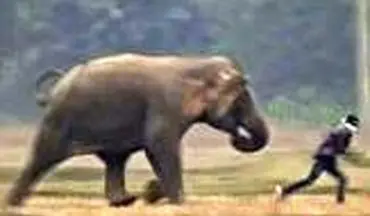 عاقبت نافرجام شوخی خطرناک جوانان هندی با فیل 