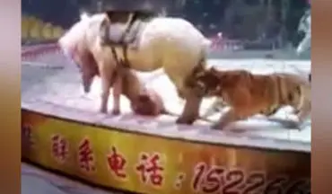 ویدیو| حمله وحشتناک ببر به اسب در سیرک 