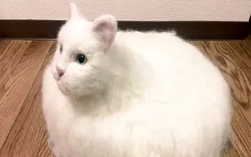 گربه ای که جارو می کند+فیلم