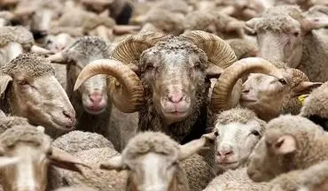 سقوط قیمت گوسفند در بازار | نرخ دام زنده امروز سه‌ شنبه ۴ شهریور ۱۴۰۴ + جدول