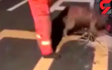 واکنش جالب یک سگ پس از نجات جانش +فیلم 