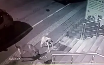 حمله‌ی یک گربه به ۵ سگ غول پیکر! + فیلم