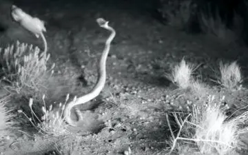 ضربه فنی نینجا صحرایی به مار بد شانس