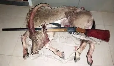 کشف لاشه کل وحشی در گیلاوند دماوند