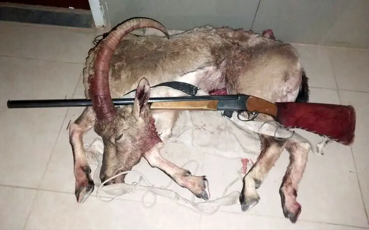 کشف لاشه کل وحشی در گیلاوند دماوند