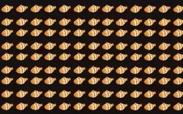 یک ماهی نسبت به باقی ماهی های تصویر متفاوت است، پیداش کن!