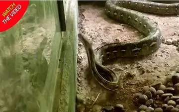 فرار مار پیتون غول‌پیکر از مرکز حیات‌وحش!