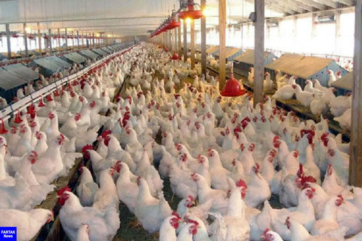 علت افزایش قیمت مرغ، تلفات موسمی است