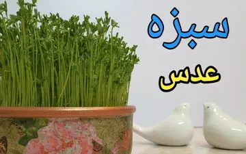 سبزه عید رو با عدس درست کن! + آموزش درست کردن سبزه عید با عدس