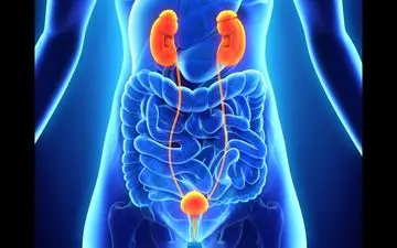 تنبلی مثانه تهدیدی جدی برای شاغلان پرکار