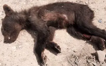 مرگ تلخ توله خرس قهوه‌ای در شاهوار؛ سهل‌انگاری رانندگان همچنان قربانی می‌گیرد

