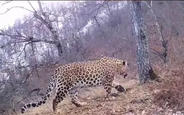 فیلمی کم‌نظیر از دو قلاده پلنگ در چهاردانگه کیاسر