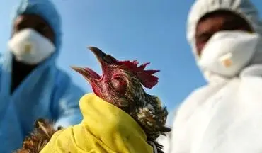 خطر ناشی از آنفلوآنزای پرندگان چقدر است ؟ 