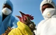 خطر ناشی از آنفلوآنزای پرندگان چقدر است ؟ 