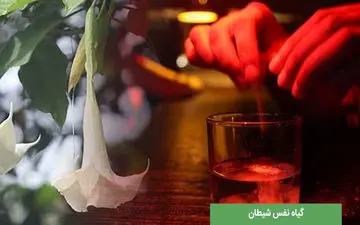 اقدام بی‌شرمانه دختر و پسر مشهدی با پدر پیر خود/ خواهر و برادر بی‌وجدان، خود را به شیطان سپرده‌اند!