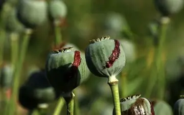 قیمت تریاک کاهش یافت؛ پای «شیر ایران» در میان است