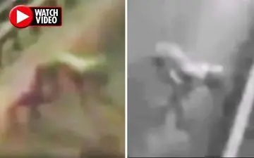 رویت جانور عجیب انسان نما در اتوبان! +فیلم 