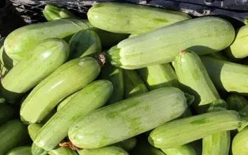 از این مشکل گوارش کلافه شدید کدوی سبز علاج درد شماست