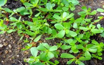 این گیاه بمب امگا 3 است/ از خوردنش غافل نشوید