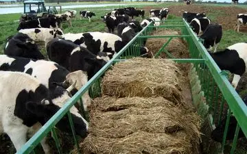 امکان ابتلا به تب کریمه کنگو در شتر و اسب وجود دارد/ دامداری‌های صنعتی ضامن سلامت دام‌ها