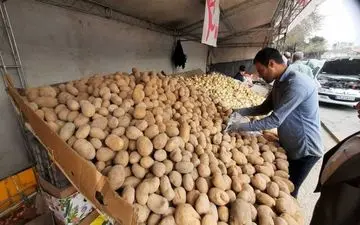 پشت پرده گرانی سیب زمینی