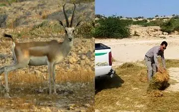 جزئیات ماجرای تغذیه آهوان در محل دفن زباله