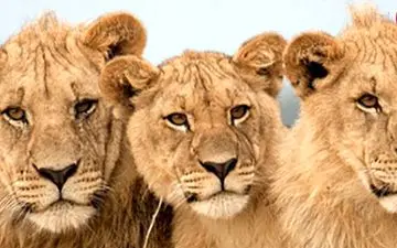 دامپزشک و دستیارش زیر پنجه‌های 3 شیر جان باختند 