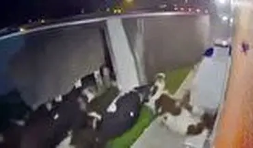 حادثه وحشتناک برای گاوها پس از چپ کردن تریلی