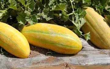 قاتل سنگ کلیه را می شناسید؟

