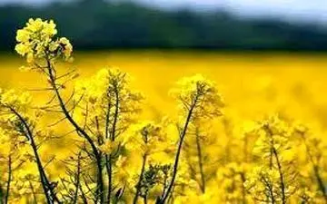 خرید تضمینی بیش از ۴۷۰۰ تن دانه روغنی کلزا در استان کرمانشاه