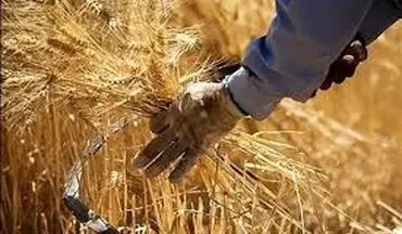 کاهش تولید گندم به خاطر خشک‌سالی
