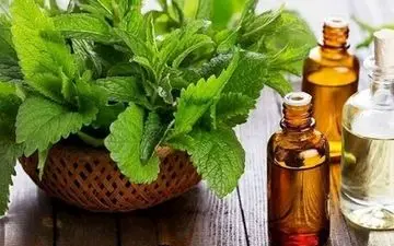  این افراد عرق نعنا مصرف نکنند