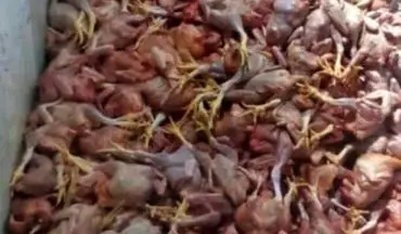 
کشف و ضبط 1000 قطعه مرغ غیر قابل مصرف در شهرستان روانسر