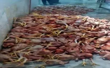 
کشف و ضبط 1000 قطعه مرغ غیر قابل مصرف در شهرستان روانسر