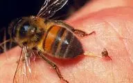 با نیش زنبور از شر این بیماری ها خلاص شوید