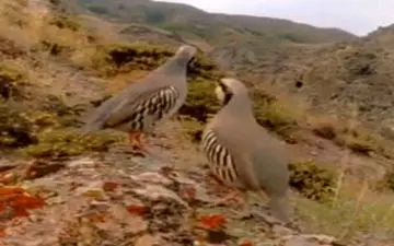 آواز کبک‌های کوهی در «دالاهو» + فیلم 