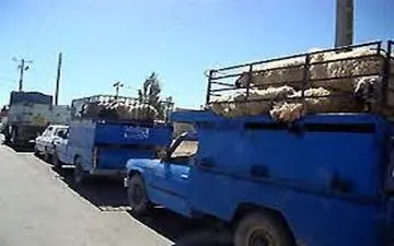  قاچاق دام زنده ۴.۵ برابر شد