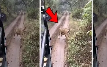 لحظه دلهره‌آور حمله ببر به گردشگران 